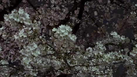 Sakura-Bäume-In-Der-Nähe,-Blumen-Blühten-Nachts,-Kirschblüten-In-Japan-Bei-Nacht