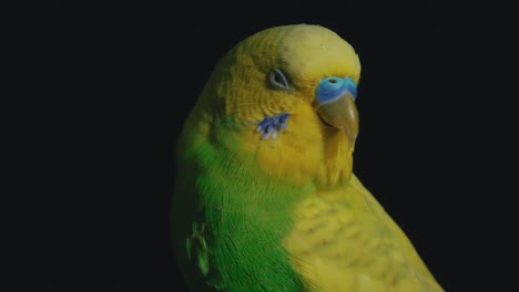 A-vibrant-domestic-budgerigar-parrot-perched-against-a-black-backdrop,-illustrating-the-concept-of-exotic-beauty-and-the-allure-of-avian-companionship