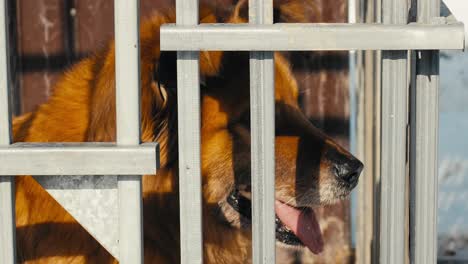 A-large-brown-dog-sits-in-a-metal-cage-with-his-tongue-out
