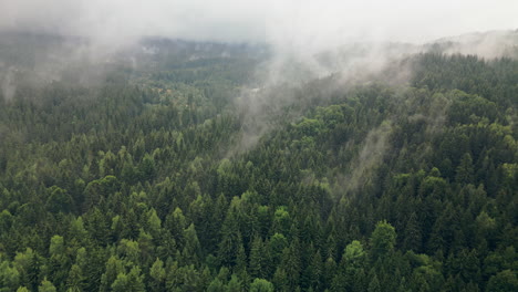 Mystischer-Nebel-Verdunstet-Aus-Dem-Dichten-Wald-Von-Vitosha-In-Die-Wolken,-Die-Von-Der-Luft-Aus-Betrachtet-Werden