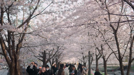 Üppiger-öffentlicher-Park-Mit-Blühenden-Kirschbäumen-Im-Yangjae-Bürgerwald,-Bezirk-Seocho,-Seoul,-Südkorea