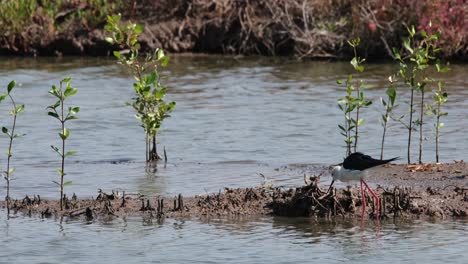 Acercándose-Desde-La-Derecha-Mientras-El-Otro-Pájaro-Se-Va,-Zanco-De-Alas-Negras-Himantopus-Himantopus,-Tailandia