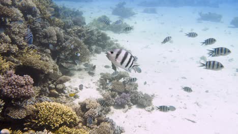 Group-of-small-striped-fishes-swimming-together-4k