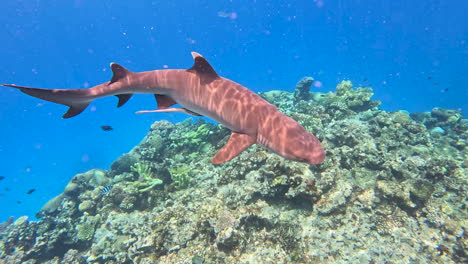 Un-Tiburón-De-Arrecife-De-Punta-Blanca-Pasando-Por-Las-Aguas-Tropicales-De-La-Isla-Yasawa-De-Fiji.