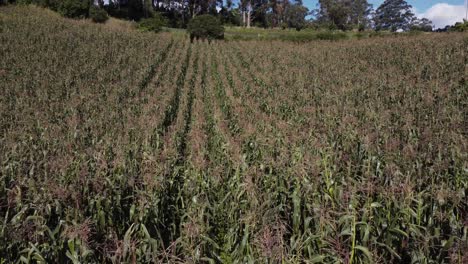 Field-with-growing-corn-in-summer