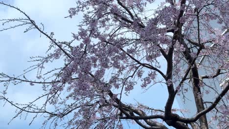 árboles-De-Sakura-En-Flor-De-Cerezo-Vistos-Con-Un-Horizonte-Azul-Ramas-De-Primavera-Flor-Icónica-De-Japón