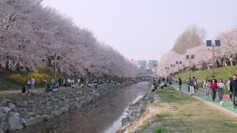 La-Gente-Caminaba-Y-Pasaba-El-Rato-En-El-Bosque-De-Ciudadanos-De-Yangjae-Con-Flores-De-Cerezo-En-Seocho,-Seúl,-Corea-Del-Sur.