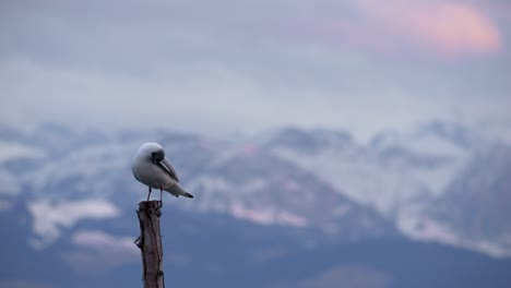 Seagull-stands-on-a-pole-during-the-sunset
