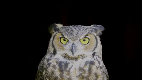 An-owl-bird,-its-gaze-filled-with-curiosity,-stands-alone-against-a-black-background