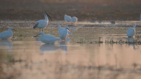 Ibis-De-Cabeza-Negra-Y-Garcetas-Pequeñas-En-El-Humedal-Por-La-Mañana