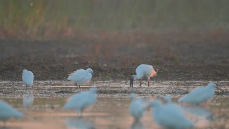 Flock-of-birds-Fishing-in-Morning