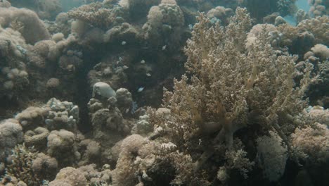 Coral-Blando-Ondeando-Pacíficamente-En-La-Corriente-Con-Peces-Nadando-Al-Fondo-En-4k