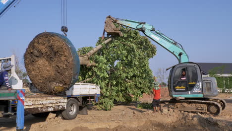 Replanting-a-huge-tree-in-a-new-location,-using-some-heavy-equipment-for-a-landscaping-project-in-a-public-park-in-Chachoengsao-province,-in-Thailand