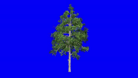 3D-Schwarzgummibaum-Mit-Windeffekt-Auf-Blauem-Bildschirm,-3D-Animation