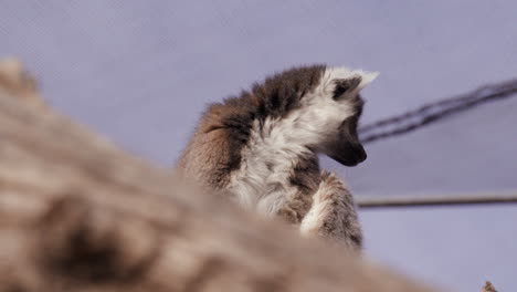 Lemur-looking-around-zoo-enclouser-in-morning