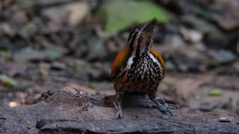 Seen-on-a-log-feeding-as-it-looks-up-exposing-its-neck-with-beautiful-markings,-Common-Flameback-Dinopium-javanense,-Female,-Thailand