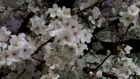 Primer-Plano-Flores-De-Cerezo-Sakura-En-La-Noche-Ventosa-Fondo-Oscuro