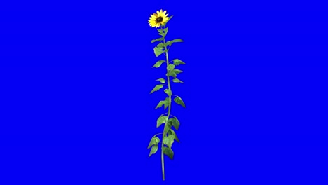 3D-Sonnenblumenpflanze-Mit-Windeffekt-Auf-Blauem-Bildschirm,-3D-Animation