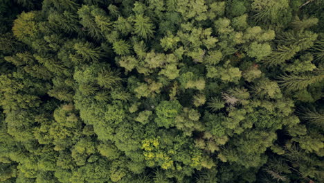 Zooming-out-Aerial-Looking-Down-at-the-Dense-Forest-of-Vitosha-Natural-Park,-Bulgaria