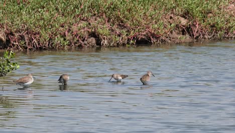 Seen-foraging-together-outside-of-the-mangrove-forest,-Common-Redshank-or-Redshank-Tringa-totanus,-Thailand