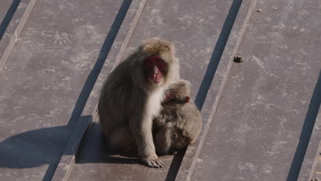 Wild-Japanese-macaque-mother-snuggling-and-grooming-young-baby-on-roof