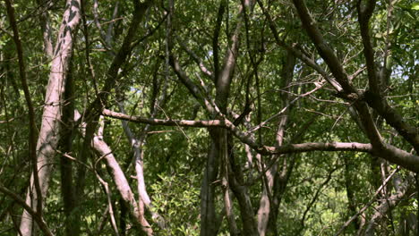 Mangroven-Wiegen-Sich-Sanft,-Während-Die-Meeresbrise-Die-Stämme-Und-Blätter-Der-Bäume-Im-Erholungsgebiet-Bangphu-In-Samut-Prakan-In-Thailand-Bewegt