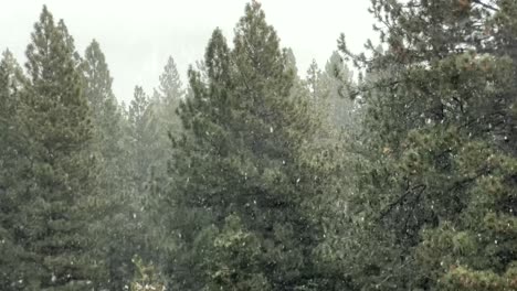 Snow-Falling-Over-Pine-Trees-In-The-High-Sierra-Nevada-Mountains-Of-Lake-Tahoe