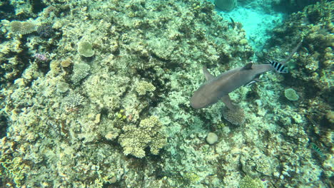 Mirando-Hacia-Abajo-A-Un-Tiburón-Blanco-De-Arrecife-Entre-Los-Arrecifes-De-Las-Islas-Yasawa-En-Fiji