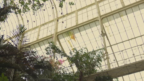 Indoor-tropical-low-angle-view-of-Botanic-Gardens-in-Glasnevin-,-Ireland