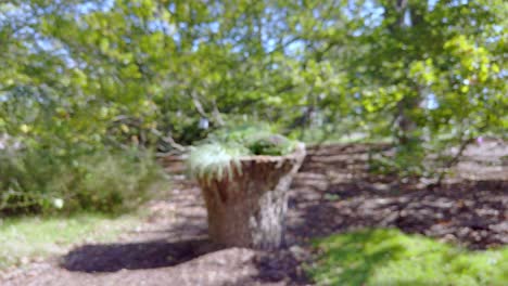 Revelación-De-Una-Madre-En-El-Tronco-De-Un-árbol-Que-Se-Enfoca-Durante-El-Acercamiento