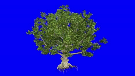 3D-american-beech-tree-with-wind-effect-on-blue-screen-3D-animation