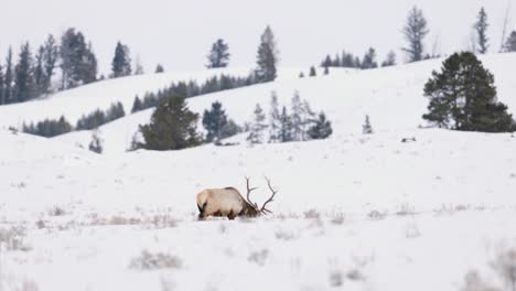 Alce-Toro-En-El-Invierno-En-Montana