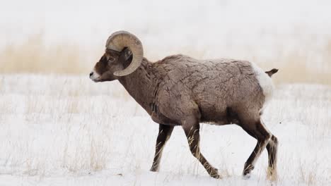 Dickhornschafe-Grasen-Im-Winter-In-Montana