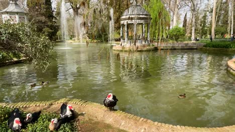 Hermoso-Estanque-Con-Patos-Y-Chorros-De-Agua-A-Motor,-Un-Templo-De-Mármol-Azul-Y-Una-Llamativa-Casita-Para-Pájaros-Pintada