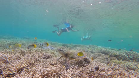 Swimmers-And-Sea-Turtle-Swimming-in-The-Ocean