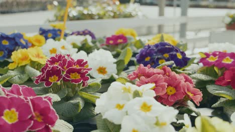 Filas-De-Prímulas-En-Flor-Flores-De-Primavera-En-El-Invernadero-Del-Centro-De-Jardinería