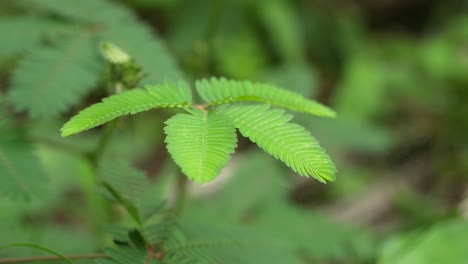 Si-Me-Tocas-No-Tocas-Las-Hojas-Del-árbol,-Las-Hojas-Del-árbol-Se-Doblarán