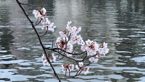 Flor-De-Cerezo-Sakura-Rosa-Flores-Blancas-Rama-Primer-Plano-Agua-De-Río-Fondo-Paisaje-Japonés,-Pétalos-Tradicionales-De-Japón