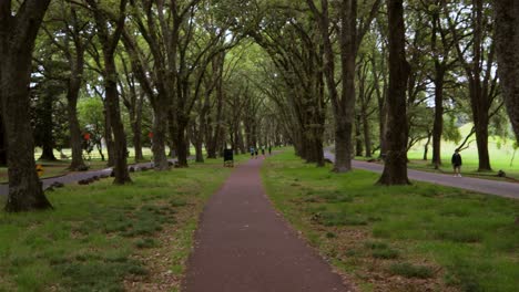 Walking-first-person-POV-green-urban-Path-in-Cornwall-Park-trees-cusps-above-pathwalk,-people-jog-in-Auckland,-New-Zealand