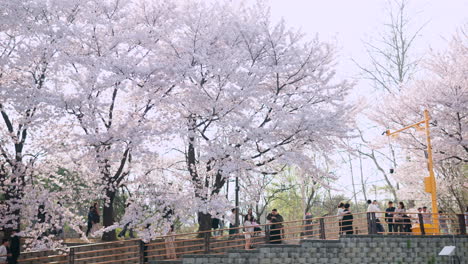 Cerezos-En-Flor-Durante-La-Primavera-En-El-Parque-Forestal-De-Los-Ciudadanos-De-Yangjae-En-Seúl,-Corea-Del-Sur