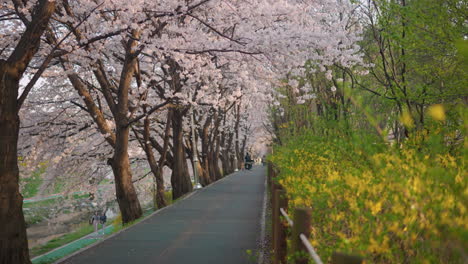 Gente-Paseando-Entre-Cerezos-En-Flor,-Bosque-Ciudadano-De-Yangjae,-Seúl