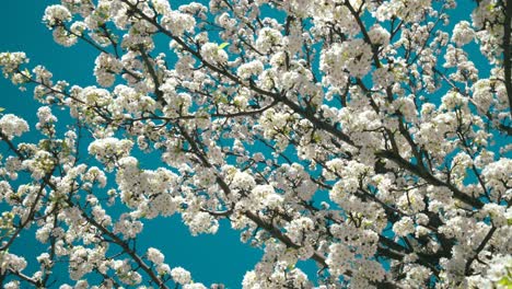 árboles-Que-Florecen-De-Color-Blanco-Durante-La-Temporada-De-Primavera