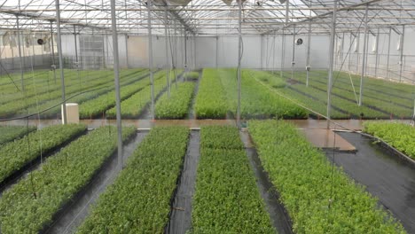 DRONE-SHOT-OF-BERRIES-GREEN-HOUSE-IN-URUAPAN-MICHOACAN