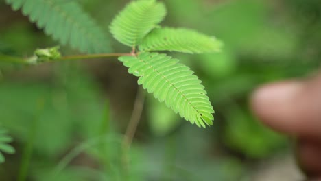 If-touch-me-not-touches-the-leaves-of-the-tree,-the-leaves-of-the-tree-will-fold