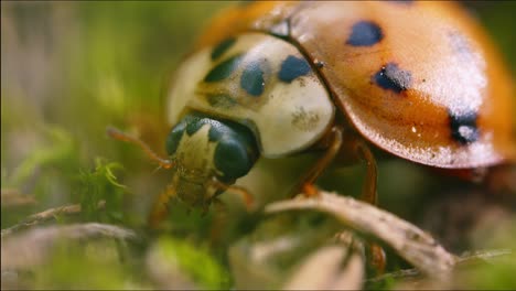 Macro-Extrema-De-Mariquita-Mariquita-Recogiendo-Comida-En-La-Naturaleza