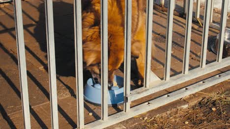 Large-brown-dog-sits-in-a-metal-cage