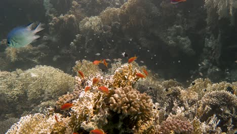 colorful-fish-seen-closeby-swimming-around-hard-coral-in-4k