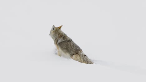 Coyote-looking-for-food-in-the-Winter-in-Montana