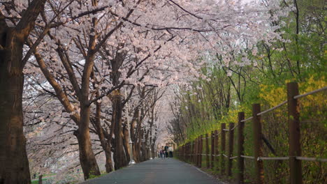 Menschen-Spazieren-An-Blühenden-Kirschbäumen-Entlang,-Yangjae-Citizen-Forest,-Seoul