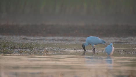 Black-headed-Ibis-Bird-Fishing-in-Wetland-Area